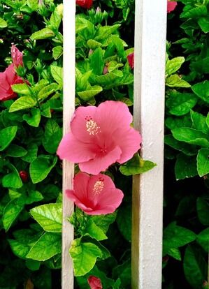 �ϥ��ӥ�����