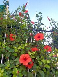 �ϥ��ӥ�����