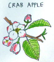 Crab Apple