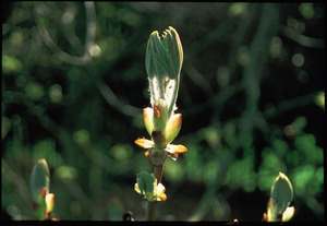 Chestnut Bud