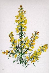 Gorse