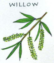 Willow