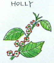 Holly