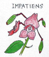 Impatiens