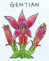 Gentian
