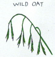 Wild Oat