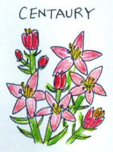 Centaury