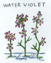 Water Violet