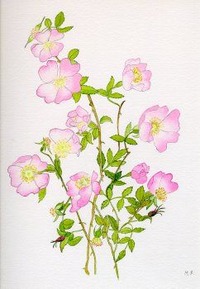 Wild Rose