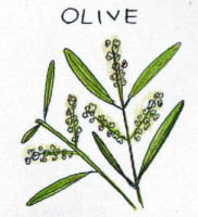 Olive