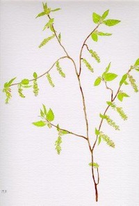 Hornbeam
