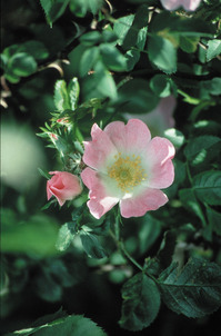 Wild Rose