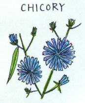 Chicory