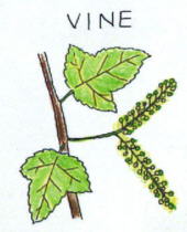 Vine