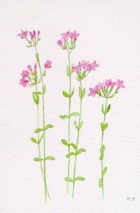 Centaury