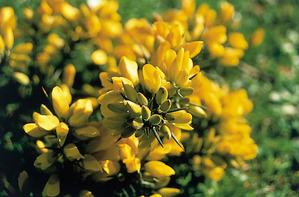 Gorse