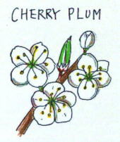 Cherry Plum