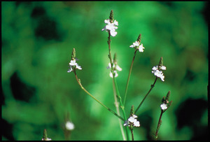Vervain
