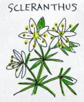 Scleranthus