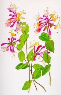 Honeysuckle