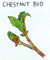 Chestnut Bud