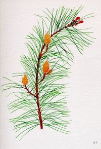 Pine