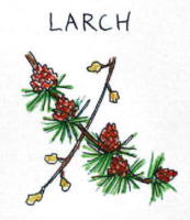 Larch