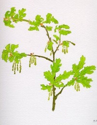 Oak
