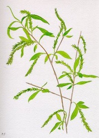 Willow