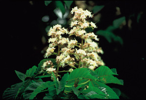 White Chestnut