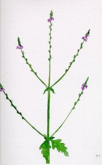 Vervain