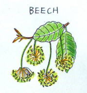 Beech