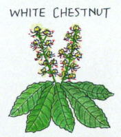 White Chestnut