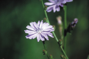 Chicory