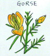 Gorse