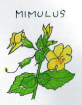 Mimulus