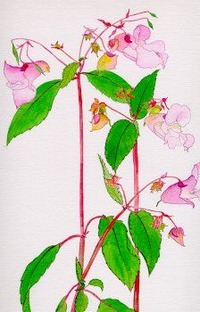 Impatiens
