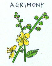 Agrimony