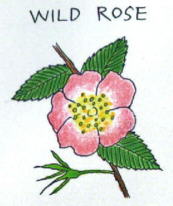 Wild Rose