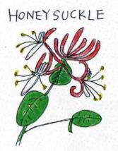 Honeysuckle