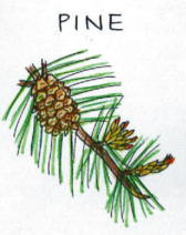 Pine