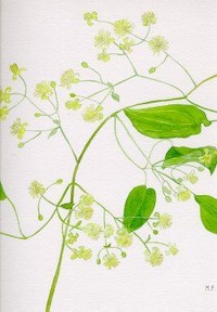 Clematis