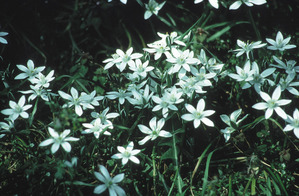 Star of Bethlehem