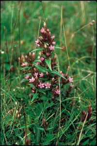 Gentian