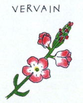 Vervain