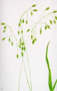 Wild Oat