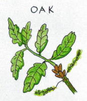 Oak