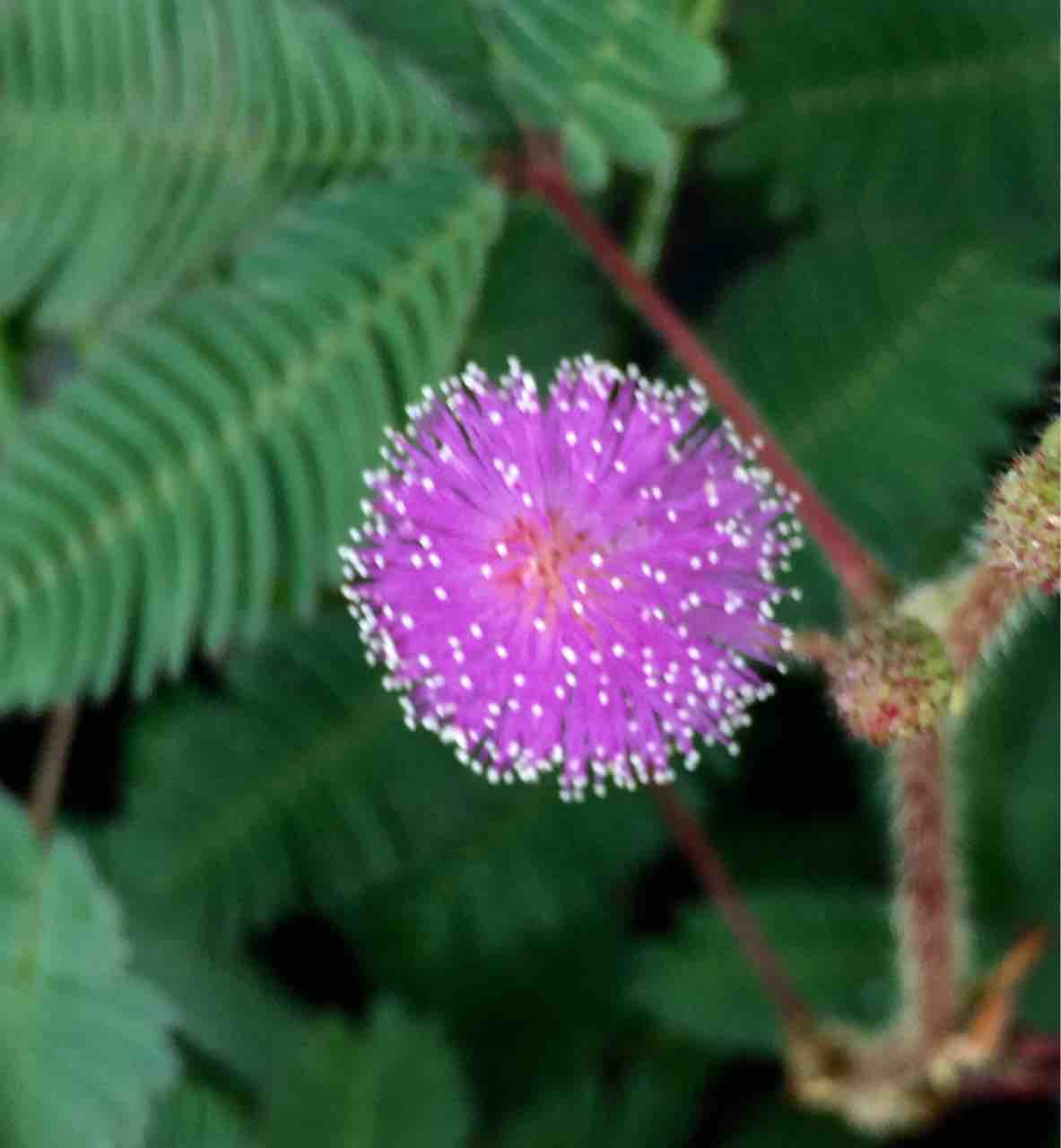 山本節 植物 山本節 植物