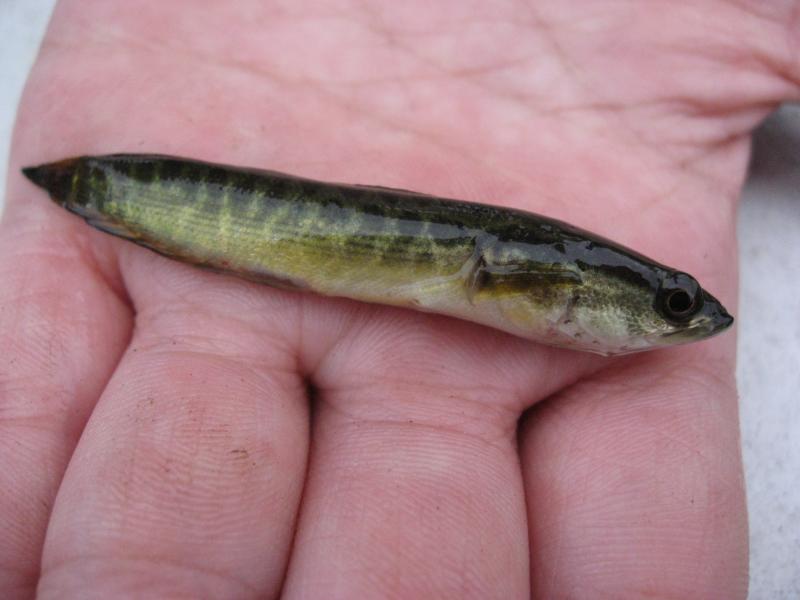 外来生物調査 奇妙な魚を発見 山本節