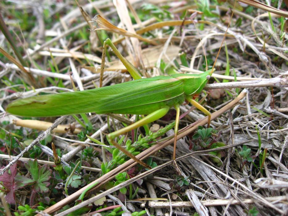 山本節 昆虫